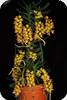 Aerides houlletiana